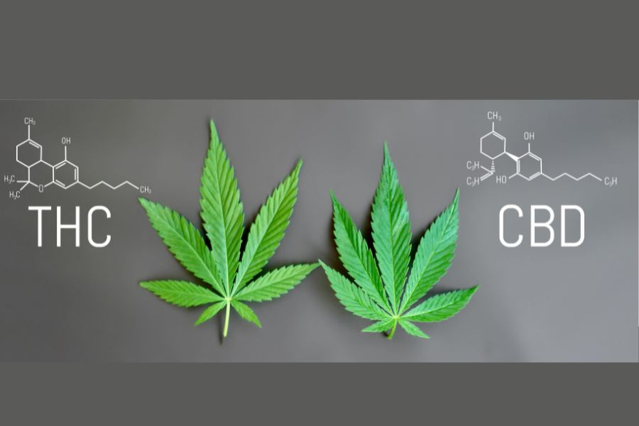 THC vs CBD: What's the different?