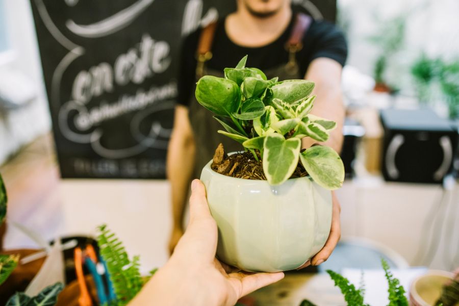 Steps to a leafy success for your online plant store